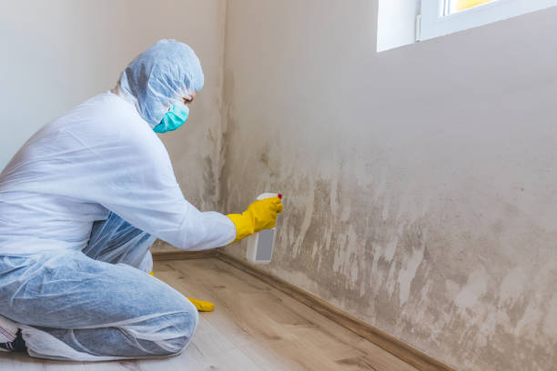 Licensed Basement Mold Remediation service in Olanta, PA - WQB Mold Removal