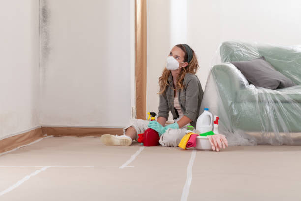Reliable Basement Mold Remediation contractor in Olanta, PA by WQB Mold Removal