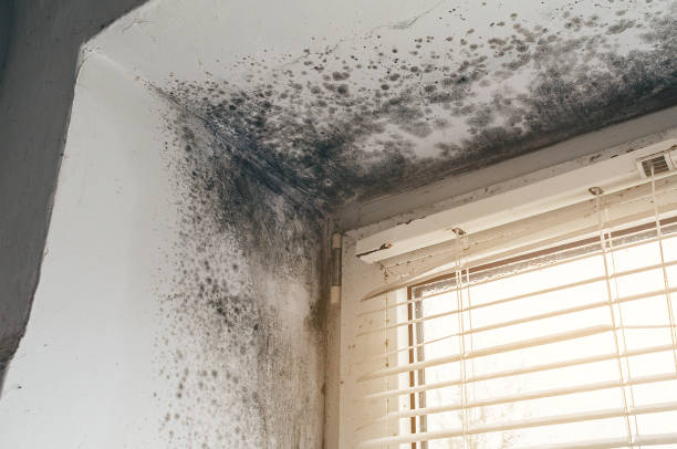 Affordable Basement Mold Remediation solutions in Olanta, PA